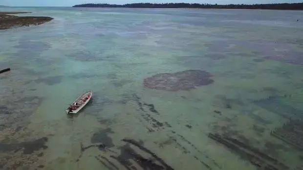 An aerial view of seaweed farms in Zanzibar. Image by&nbsp;Haley Joelle Ott.&nbsp;Zanzibar,&nbsp;2017.