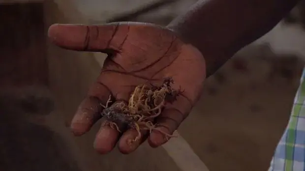 The lower value seaweed, called Spinosum, still grows in Zanzibar. It is purchased from farmers by export companies and sold to international corporations. Image by&nbsp;Haley Joelle Ott. Zanzibar, 2017.