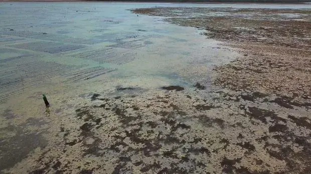 A woman walks among the shallow water seaweed farms on Zanzibar's main island. Image by Haley Joelle Ott. Zanzibar,&nbsp;2017.