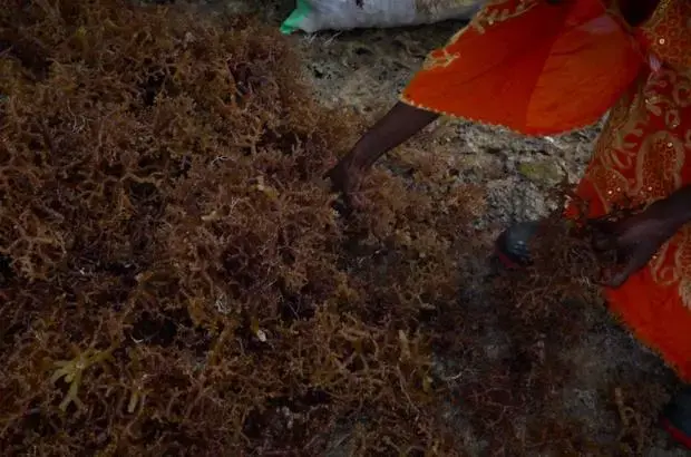 Cottonii is the source of the higher value type of carageenan, which is used as a stabilizer and thickener in everything from toothpaste to chocolate milk. Production of Cottonii has been in massive decline in Zanzibar due to rising seawater temperatures attributed to climate change. Image by Haley Joelle Ott. Zanzibar,&nbsp;2017.