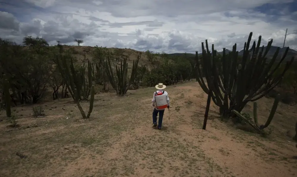 Jorge Vazquez fumigates mango crops in San Jeronimo Xayacatlan, Mexico, Thursday, June 25, 2020. Image by Fernando Llano/AP Photo. Mexico, 2020.