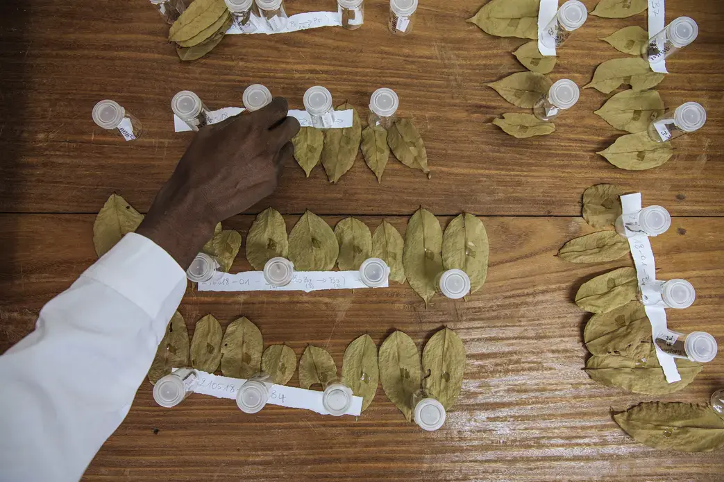 Afrormosia leaf samples in the lab. Image by Sarah Waiswa. Democratic Republic of Congo, 2019.