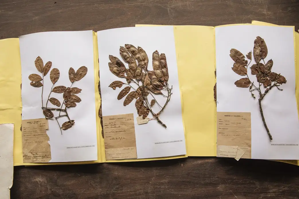 Afrormosia samples stored at the herbarium. Image by Sarah Waiswa. Democratic Republic of Congo, 2019.