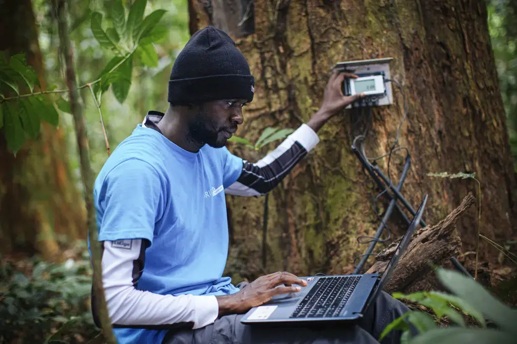 Kafuti performs some dendrochronology, measuring the minute-by-minute growth of the trees. Image by Sarah Waiswa. Democratic Republic of Congo, 2019.