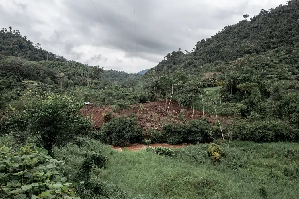 Illegal logging is visible right off the road outside Wampis territory. Image by Marcio Pimenta. Peru, 2019.