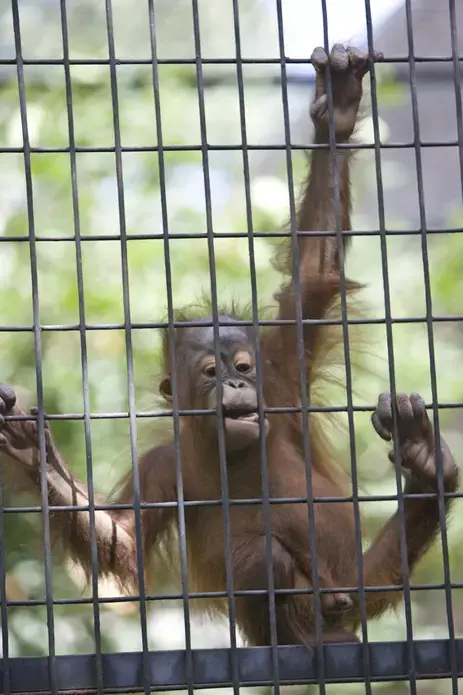 Mahal, an orangutan who was rejected by his mother at a Colorado zoo, plays in his enclosure at the Milwaukee County Zoo when he was about 9 months old. Image courtesy of the Milwaukee Journal Sentinel Files.