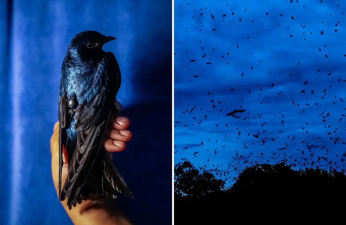 On the left, a hand holds a bird up against a blue background. On the right, flocks of birds fly in the dark blue sky above the trees.