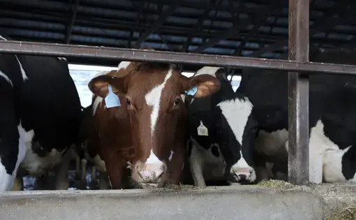 Cows are seen at Darian Acres dairy farm in Rio, Wis., on Dec. 18, 2020. Image by Coburn Dukehart / Wisconsin Watch. United States, 2020.
