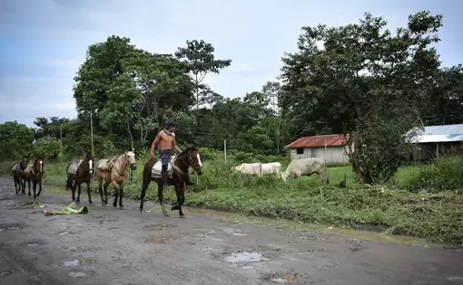 En el sur de Morona Santiago, las comunidades indígenas contemplan la paulatina destrucción de la vegetación tropical. Image by Rodolfo Ansar. Ecuador, 2019.