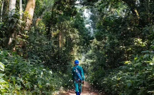 If Afrormosia goes extinct, it could threaten the forest’s resilience and stability, increasing greenhouse gas emissions and unleashing more chaotic weather on frica and the rest of the world. It’s in everyone’s interest to protect these trees. Image by Sarah Waiswa. Democratic Republic of Congo, 2019.