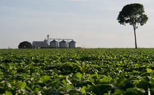Soy fields have replaced Amazon jungle along many stretches of BR-163, a highway that runs from the interior to a tributary of the Amazon River. Brazilian Big Ag would like to see a railway, called the Ferrogrão, constructed along the same path to increase food exports to the world. Image by Heriberto Araújo. Brazil, 2019.