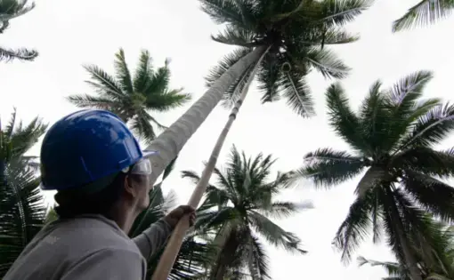 A worker collecting young coconuts at a smallholder coconut plantation in Sariaya, Quezon, Philippines. Image by Jervis Gonzales. Philippines, 2020.