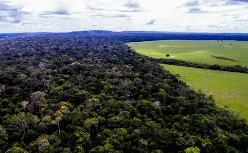 The forest and the farm near the Roosevelt River, Brazil. Image by Caio Mota. Brazil, 2019.