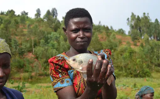 A member of the Amahoro fish farming cooperative holds up a fish she has caught. Image by Cammie Behnke. Rwanda, 2018.