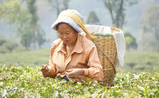 Women constitute the bulk of the workforce on tea plantations, responsible for plucking up to 40 kilograms a day per person in peak season. Tea plucking runs in families; when a daughter is of age (generally 18 or older), she is invited to pluck on the farms with her mother. Image by Esha Chhabra. India, 2017.