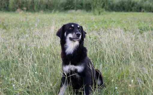 A sato, or Puerto Rican stray dog, crouches down in a field of tall grass. Image by Jamie Holt. United States, 2019.
