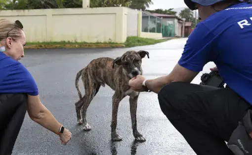 A sato (Puerto Rican street dog) gently takes a treat out of the hand of The SATO Project supporter Henry Friedman. Image by Jamie Holt. United States, 2019.