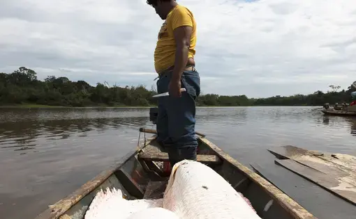 The River Giant Invading the Bolivian Amazon.