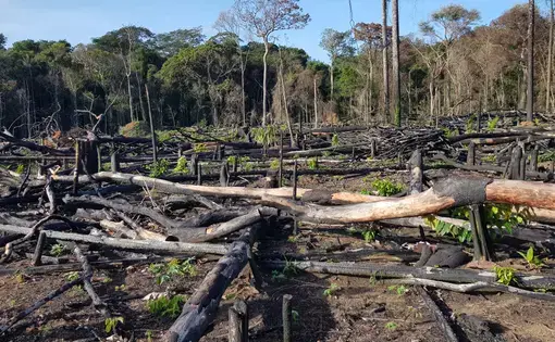 Deflorestação na Amazônia. Imagem de Shutterstock. Brasil, 2019.