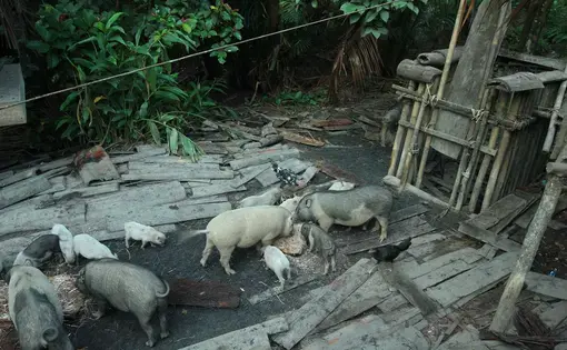 The Teu Tak Babalen pig farm in Simatalu Siberut Island. Image by Febrianti. Indonesia, 2020.