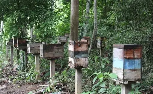 Stingless bee production has plummeted in the Belterra region and became economically unsustainable. Image by Gabriel Siqueira/BBC. Brazil, undated.