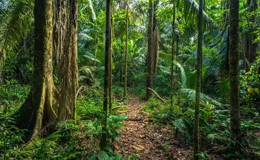 The Amazon rainforest in Manú National Park. Image by Rui Baião / Shutterstock. Peru, undated.