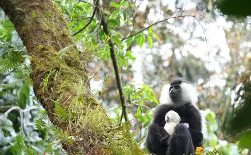 Colobus monkey and baby in Nyungwe National Park. Nyungwe is one of the region’s largest and oldest-remaining patches of montane rainforest. Thousands of Angola Colobus monkeys inhabit Nyungwe, and travel in groups of up to 400 individuals—a feature unique to Nyungwe and any arboreal primates globally. Image by Elham Shabahat. Rwanda, 2017.