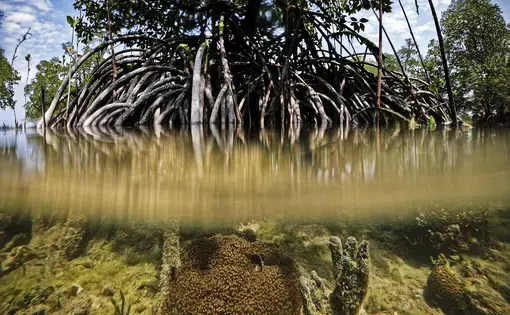 Image by Eliza Barclay.