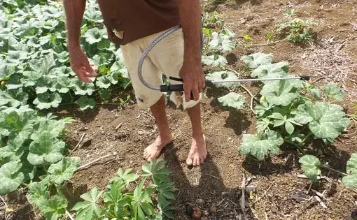 Antônio Carlos Alexandre do Nascimento, 51 anos, aplica na sua roça, os jatos de agrotóxico lançados de um equipamento de pulverização carregado nas costas. Imagem de Elizabeth Oliveira. Brasil, 2020.