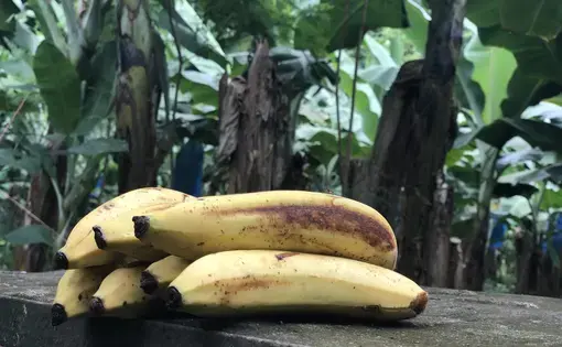 Sustainably produced bananas growing at Rio Sixaola Plantation in Bribri, Costa Rica. Image by Madison Stewart. Costa Rica, 2019.