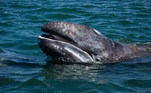 Gray whale showing baleen, Baja California, Mexico. Image by Mogens Trolle / Shutterstock. Mexico, undated.