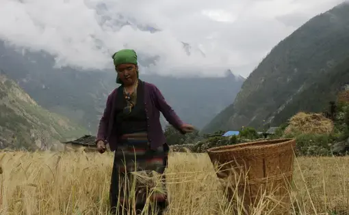 Trok, Nubri: Ungdrung Sangmo's livelihood depends on the agro-pastoralist lifestyle grounded in subsistence farming, like most of the nubribas (the people of Nubri). Still, high inflation due to the COVID-19's lockdown has resulted in the purchase of cash goods such as sugar, oil, and SIM cards, a major problem. Image by Kunsang Choden Lama. Nepal, 2017.