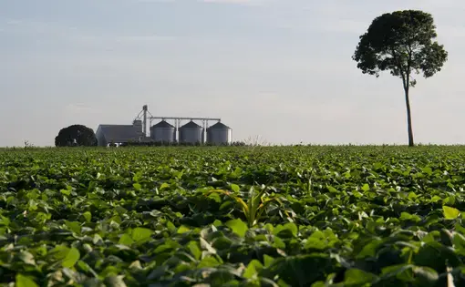Silos to conserve soybeans and corn on the outskirts of Sinop, next to a soybean cultivation field where only a chestnut tree over 40 meters tall has survived from the Amazon rain forest that existed before. Image by Heriberto Araújo. Brazil, undated.