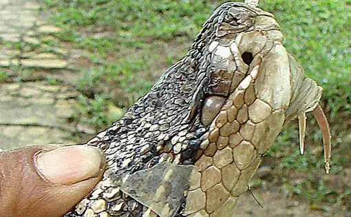 A deadly Amazon bushmaster (Lachesis muta) showing its fangs. Poisonous snakes present one of the greatest health hazards in the Brazilian Amazon, and yet some remote indigenous health centers lack the doctors and antivenom needed to treat snakebite. Image by Dick Culbert/Creative Commons. Brazil.