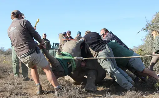 A white rhino post-tranquilization, fighting against the medicine to stay awake. Meanwhile, reserve managers are trying to put a new tracking collar on the rhino and working to safely protect it. Image by Kelsey Emery. South Africa, 2017.