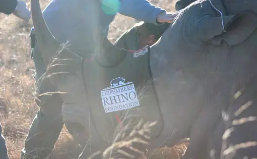 The white rhino—"our final hope." Image by Kelsey Emery. South Africa, 2017.