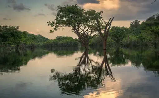 The Amazon River near Manaus, Brazil. Image courtesy of Flickr. Brazil, 2017.