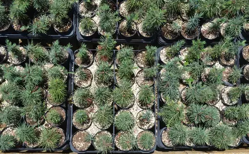 Cedar seedlings in the nursery of the Friends of the Cedar Forest Committee. Image by Catherine Cartier. Lebanon, 2019.