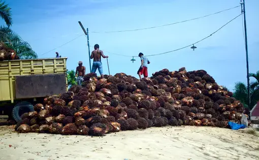 Workers load up palm oil fruit to be brought into a mill in Riau, Indonesia—the largest palm-oil producing province in Indonesia