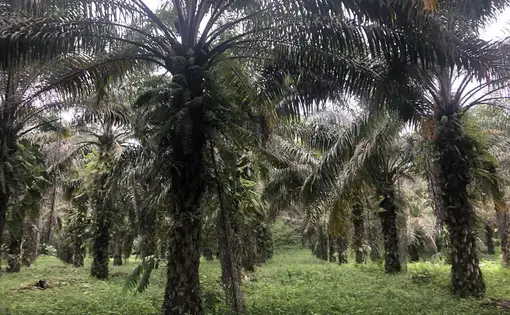 African palm plantation.&nbsp;Image by Ayanna Dickinson. Ecuador, 2019.
