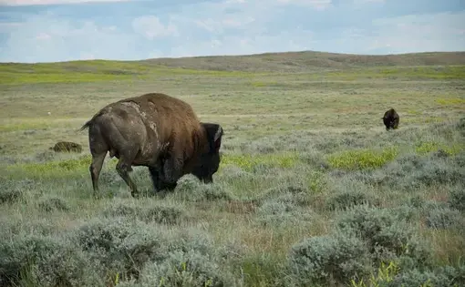 A herd of bison roam on lands owned by the American Prairie Reserve, a sprawling wildlife reserve in northeastern Montana. Image by Nate Hegyi. United States, 2019.