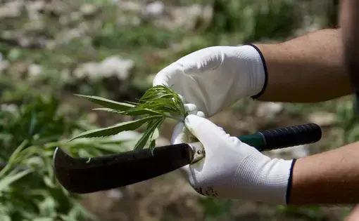 An Albanian state police officer holds a piece of freshly cut cannabis near the town of Kruja. Most of the pot produced in Albania is grown outdoors, on public land. Growers take advantage of the country’s Mediterranean climate and mountainous terrain. Image by Nate Tabak. Albania.