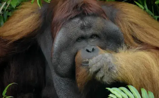 Wildlife in Borneo's rainforests face the same challenges as its indigenous people, the Dayak. Screenshot from Kent Wagner's "Mist and Mystery: The Dayak". Indonesia, 2016.