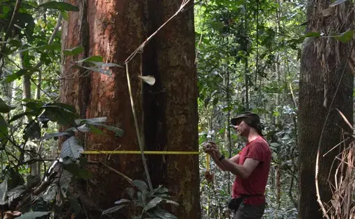 Wannes Hubau measures the girth of a tree trunk in Yangambi Biosphere Reserve. Image by Daniel Grossman. Democratic Republic of Congo, 2019.