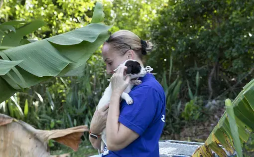 Chrissy Beckles, founder of The SATO Project, picks up one of the rescued puppies. She notes how its black eye reminds her of her dog Boom Boom. Image by Jamie Holt. United States, 2019.