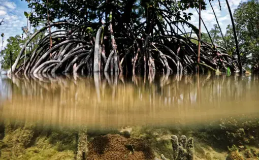 In a climate emergency, mangrove trees are truly extraordinary: Their ability to store carbon, under the right conditions, is unmatched by any other tree on Earth. Image by Ardiles Rante. Indonesia, 2019.
