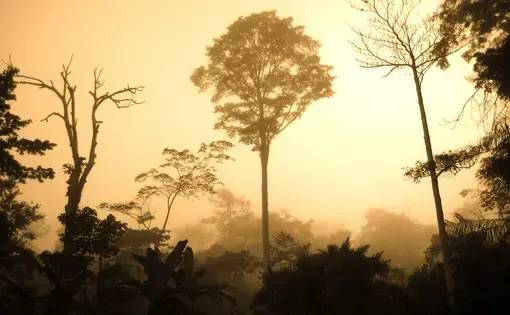 Congo Basin Rainforest. Image by&nbsp;Corinne Staley / CC BY. Democratic Republic of the Congo, 2008.