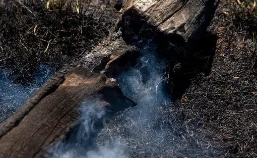 Smoke rises from a trunk in a farm at Pocone village. Image by Antonio Scorza / Shutterstock. Brazil, 2020.
