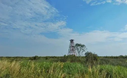 Palembang, South Sumatra—May 30, 2019. A watch tower stands guard against forest fire in South Sumatran peatland. Image by Slamet Mulyadi / Shutterstock. Indonesia, 2019.