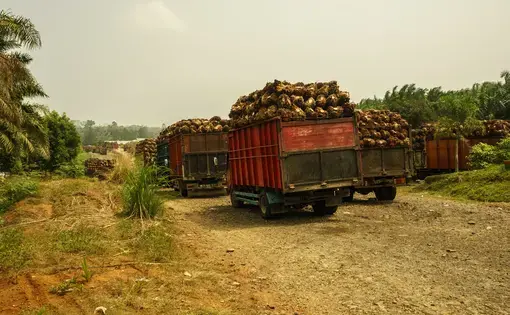 Trucks near a palm oil factory in Bengkulu province, Sumatra, Indonesia. Image by Edgaras Sarkus/Shutterstock. Indonesia, undated.